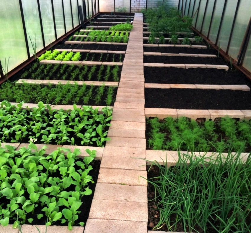 Et eksempel på vellykket zonering af senge i et drivhus ved hjælp af mursten Et eksempel på vellykket zonering af senge i et drivhus ved hjælp af mursten