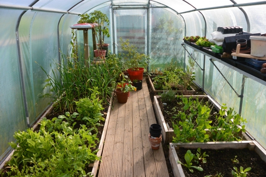 Et eksempel på et populært layout af senge i et lille drivhus Et eksempel på et populært layout af senge i et lille drivhus