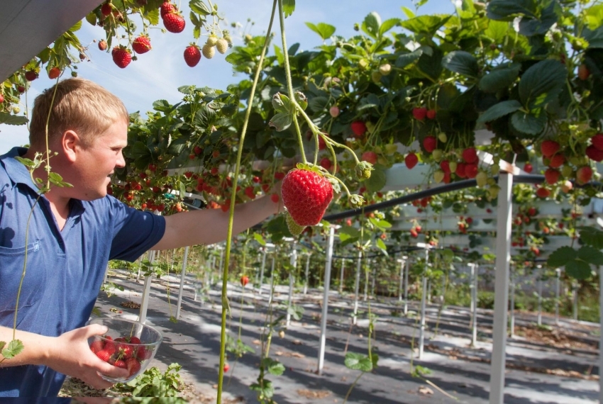 Fra PVC-rør kan du opbygge en praktisk struktur til dyrkning og opsamling af jordbær Fra PVC-rør kan du opbygge en praktisk struktur til dyrkning og opsamling af jordbær