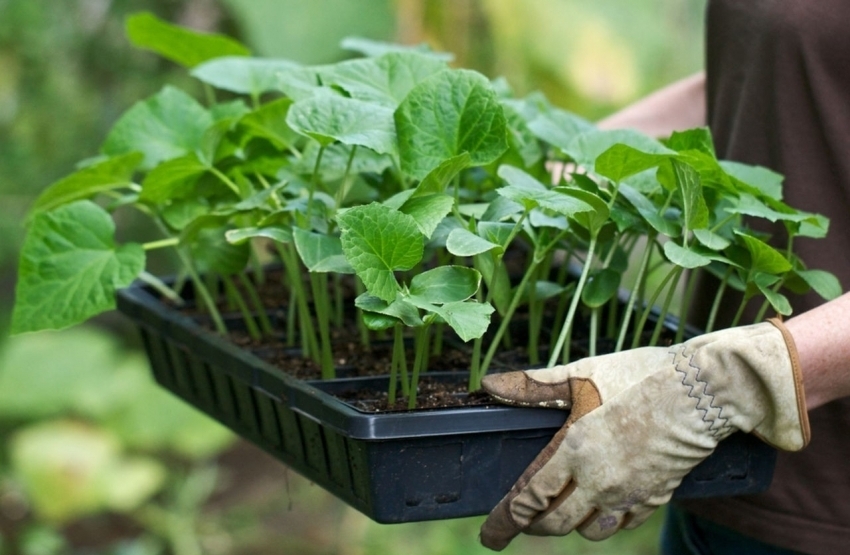 Korrekt forberedelse af planter og jord til plantning vil sikre et højt udbytte Korrekt forberedelse af planter og jord til plantning vil sikre et højt udbytte