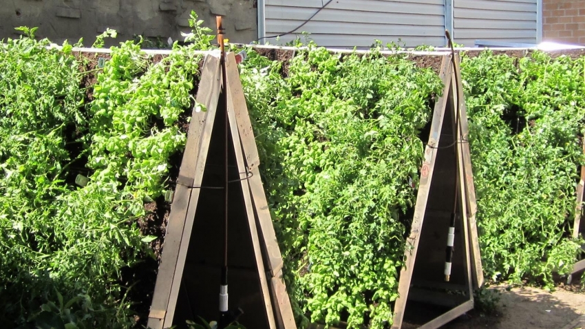 Вертикалните легла са много популярни сред собствениците на малки парцели. Вертикалните легла са много популярни сред собствениците на малки парцели.