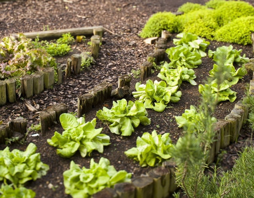 Живите огради могат да бъдат организирани чрез засаждане на колчета от бързо растящи дървета - череша или върба по краищата на лехите Живите огради могат да бъдат организирани чрез засаждане на колчета от бързо растящи дървета - череша или върба по краищата на лехите