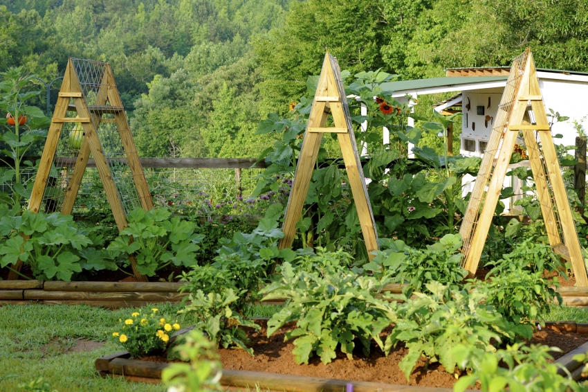 Тревната трева изглежда страхотно на зоната между редовете на градината Тревната трева изглежда страхотно на зоната между редовете на градината