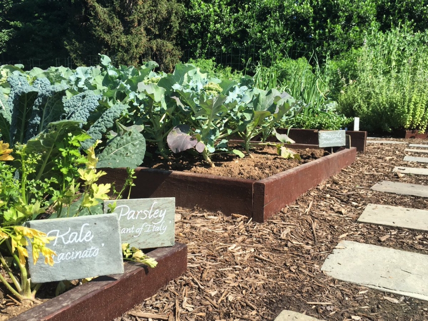 Чрез правилно комбиниране на зеленчукови култури можете да избегнете заразяване на растения с болести и вредители. Чрез правилно комбиниране на зеленчукови култури можете да избегнете заразяване на растения с болести и вредители.