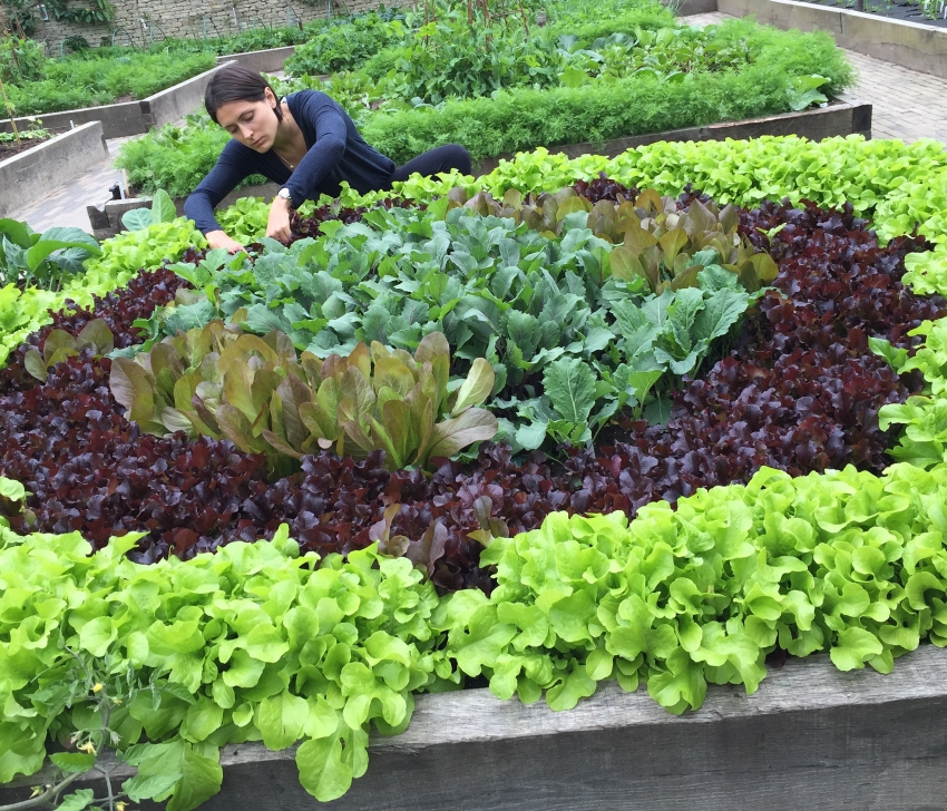 Пример за красиво градинско легло, отглеждано с помощта на различни видове маруля Пример за красиво градинско легло, отглеждано с помощта на различни видове маруля