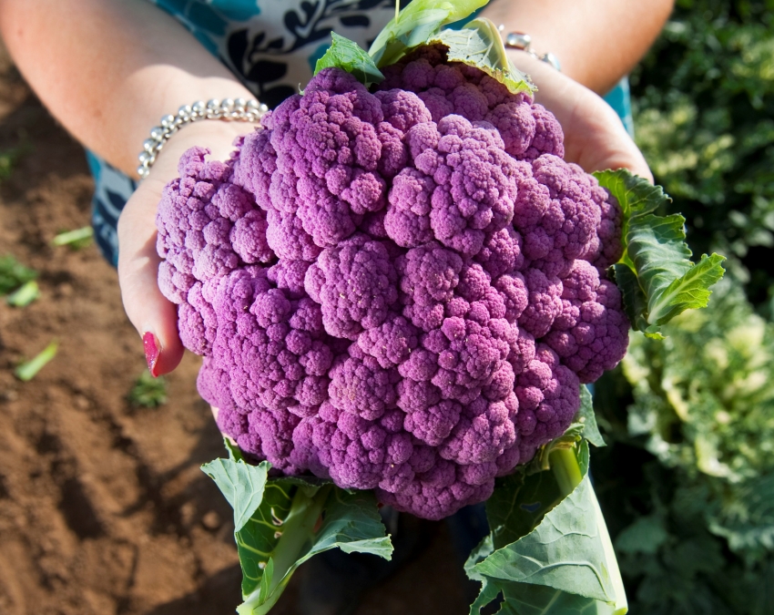 Карфиолът с лилави глави от сорта Purple Queen ще се превърне в истинска украса на лятната вила Карфиолът с лилави глави от сорта Purple Queen ще се превърне в истинска украса на лятната вила