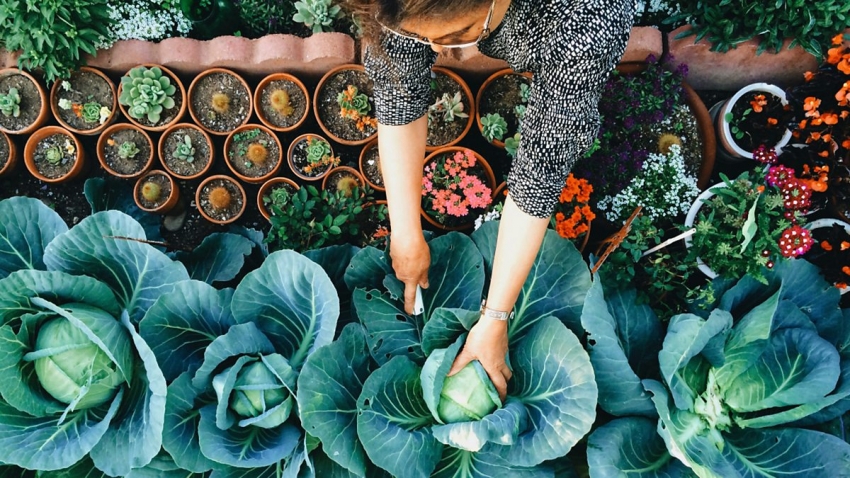 Бяло зеле може да бъде засадено по краищата на лехи или цветни лехи за красиво кадриране Бяло зеле може да бъде засадено по краищата на лехи или цветни лехи за красиво кадриране