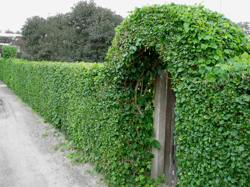 L’arç blanc és una planta de creixement ràpid, de manera que podeu formar belles bardisses a partir de llargs brots nous L’arç blanc és una planta de creixement ràpid, de manera que podeu formar belles bardisses a partir de llargs brots nous