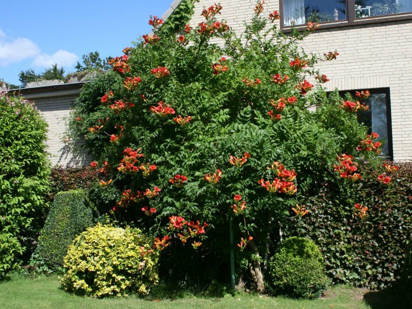 Les vinyes de Kampsis creixen molt ràpidament, de manera que és millor no plantar-les just davant de les finestres de la casa Les vinyes de Kampsis creixen molt ràpidament, de manera que és millor no plantar-les just davant de les finestres de la casa