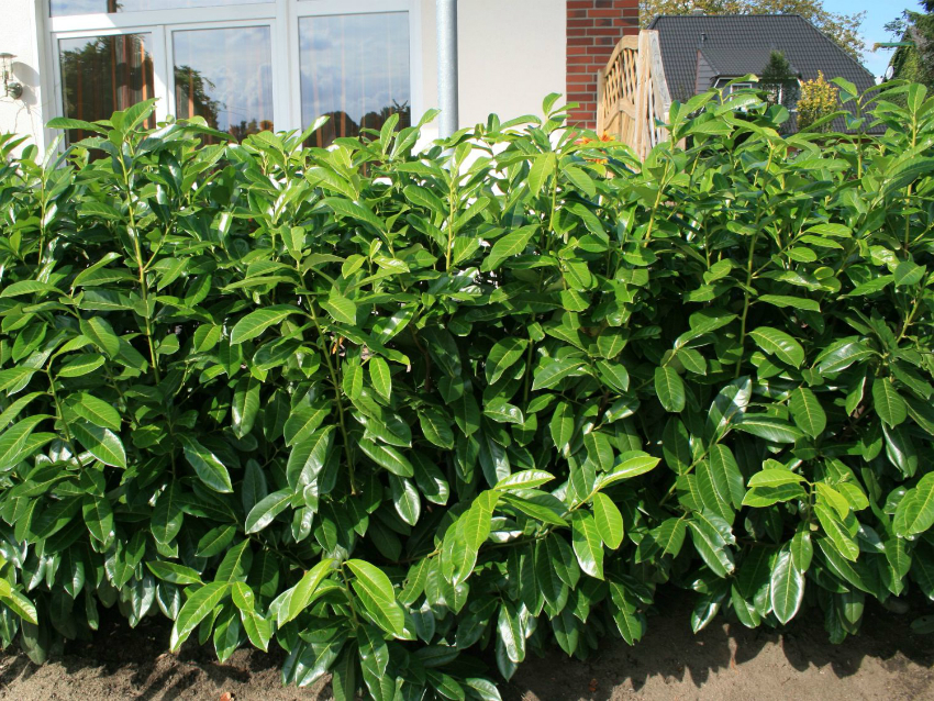 La cirera de lira a l’estiu està coberta d’inflorescències grans i perfumades La cirera de lira a l’estiu està coberta d’inflorescències grans i perfumades