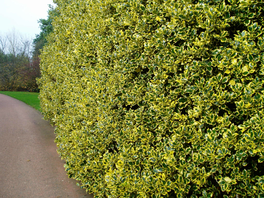 El grèvol, o grèvol, és apreciat per l’efecte decoratiu de fulles coriàcies brillants i baies brillants i atractives que poden ser vermelles, grogues o blanques. El grèvol, o grèvol, és apreciat per l’efecte decoratiu de fulles coriàcies brillants i baies brillants i atractives que poden ser vermelles, grogues o blanques.