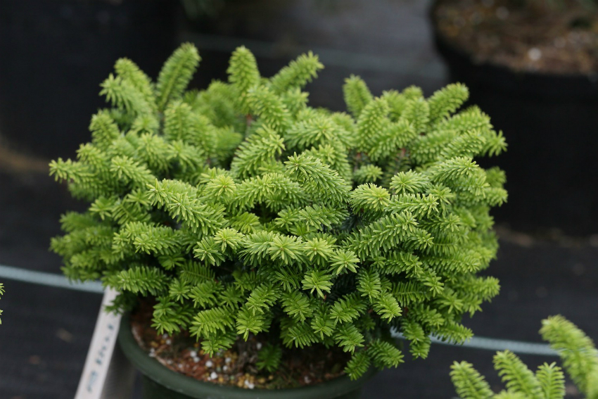 Abans de plantar avet en terra oberta, es pot cultivar en tests prop de casa Abans de plantar avet en terra oberta, es pot cultivar en tests prop de casa