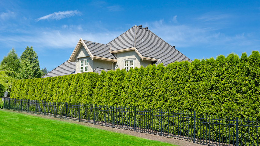 Si sembra el thuja Brabant, es pot cultivar una bardissa força alta Si sembra el thuja Brabant, es pot cultivar una bardissa força alta