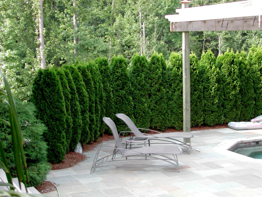 Amb l’ajut d’una bardissa de coníferes, podeu bellament zonar la dacha i crear zones ombrejades per relaxar-vos Mitjançant una bardissa de coníferes, podeu zonificar molt bé la dacha i crear zones ombrejades per relaxar-vos