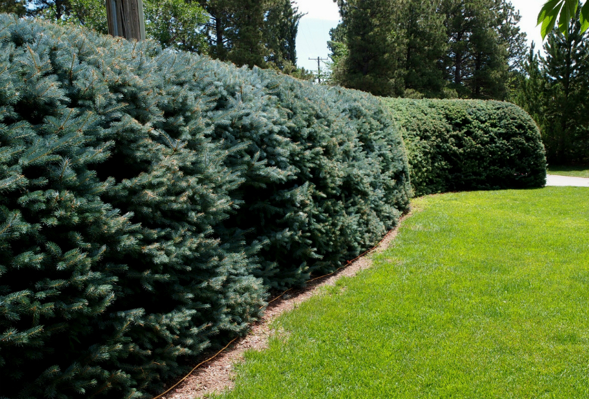 Els avets plantats densament poden formar una bardissa verda natural Els avets plantats densament poden formar una bardissa verda natural