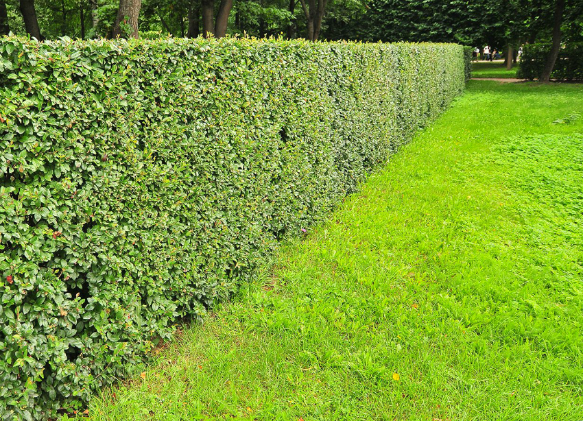 El brillant cotoneaster és conegut per estar igualment ben adaptat a diferents tipus de sòl. El brillant cotoneaster és conegut per estar igualment ben adaptat a diferents tipus de sòl.