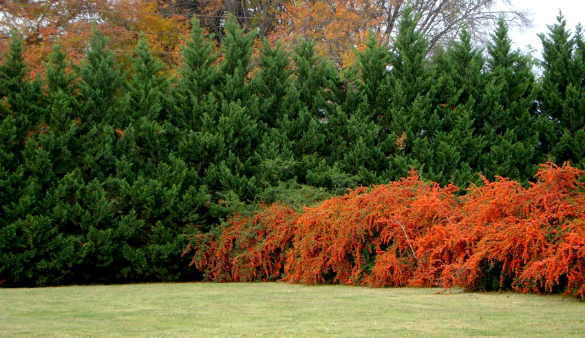 Cupressocyparis Leylanda prefereix sòls rics en minerals Cupressocyparis Leylanda prefereix sòls rics en minerals