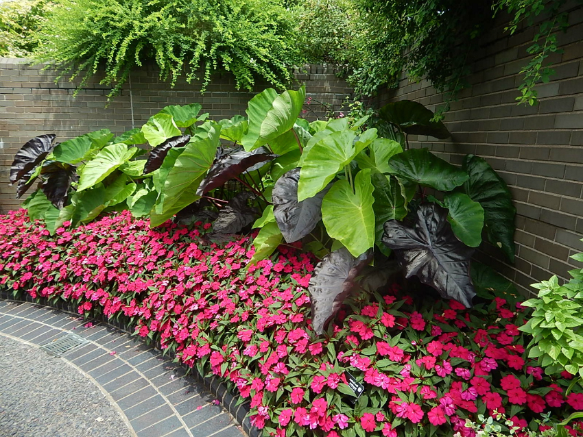 El bígaro és una planta robusta i fiable, que s’utilitza per decorar vorades i reforçar els pendents nus poc frescos El bígaro és una planta robusta i fiable, que s’utilitza per decorar vorades i reforçar els pendents nus poc frescos