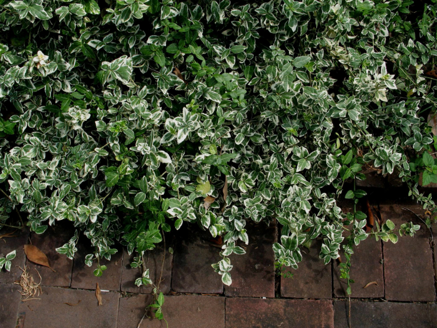 Els jardiners aprecien l’euonymus per una gran varietat d’espècies i colors. Els jardiners aprecien l’euonymus per una gran varietat d’espècies i colors.