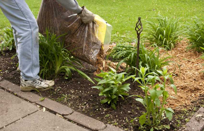 Așchii de lemn din ramuri mărunțite pot fi folosiți ca compost pentru plante Așchii de lemn din ramuri mărunțite pot fi folosiți ca compost pentru plante