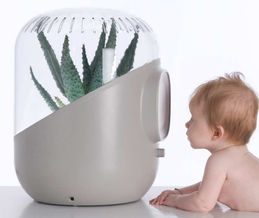 Стайните растения не само овлажняват, но и дезинфекцират въздуха. Стайните растения не само овлажняват, но и дезинфекцират въздуха.