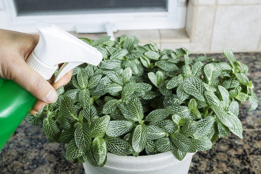 При липса на овлажнител за насищане на въздуха с влага, поръсвайте от време на време вода с пулверизатор При липса на овлажнител за насищане на въздуха с влага, поръсвайте от време на време вода с пулверизатор