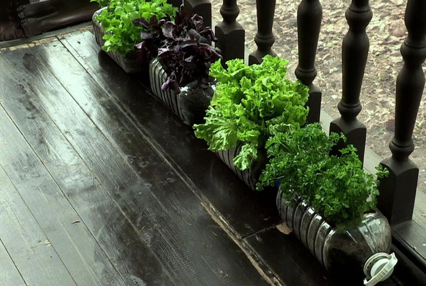 Årlige planter kan dyrkes i store plastflasker og plasseres på et praktisk sted for stedet Årlige planter kan dyrkes i store plastflasker og plasseres på et praktisk sted for stedet