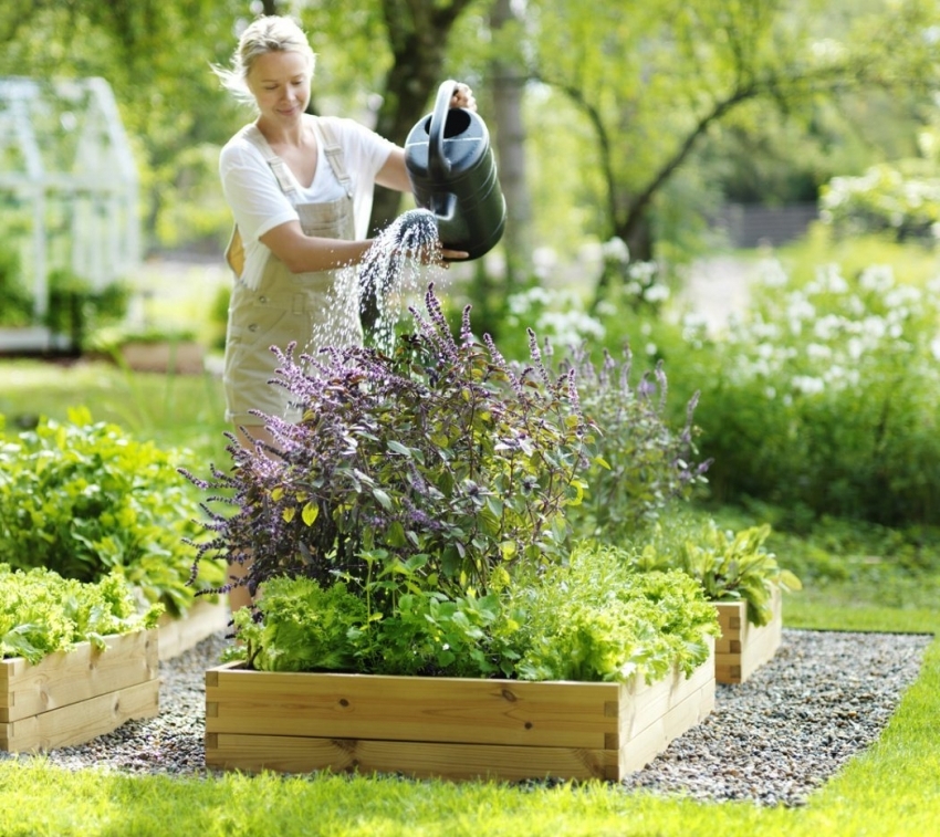 For at vannet ikke skal stagnere i boksene, er det nødvendig å vurdere dreneringssystemet før plantingen plantes For at vannet ikke skal stagnere i boksene, er det nødvendig å vurdere dreneringssystemet før plantingen plantes