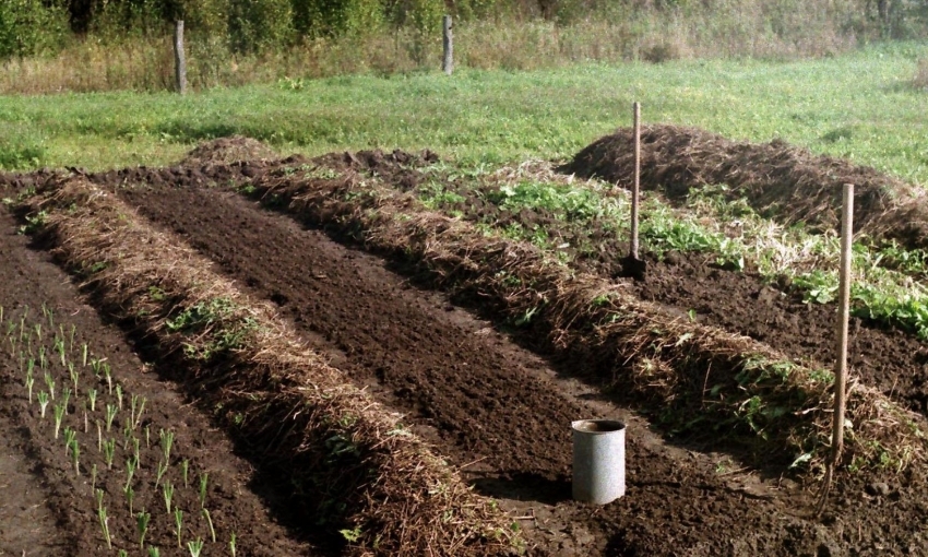 Mange gartnere bemerker bekvemmeligheten når de jobber med smale senger. Mange gartnere bemerker bekvemmeligheten når de jobber med smale senger.