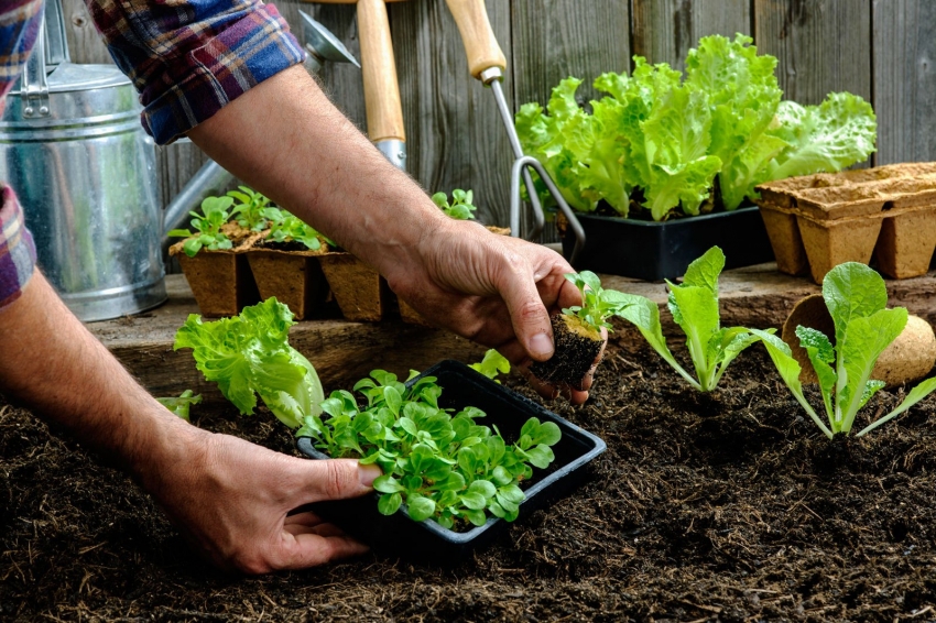 Når du planlegger sengene, er det verdt å vurdere at ledsagerplanter gir større utbytte hvis de plantes i nærheten Når du planlegger sengene, er det verdt å vurdere at ledsagerplanter gir større utbytte hvis de plantes i nærheten