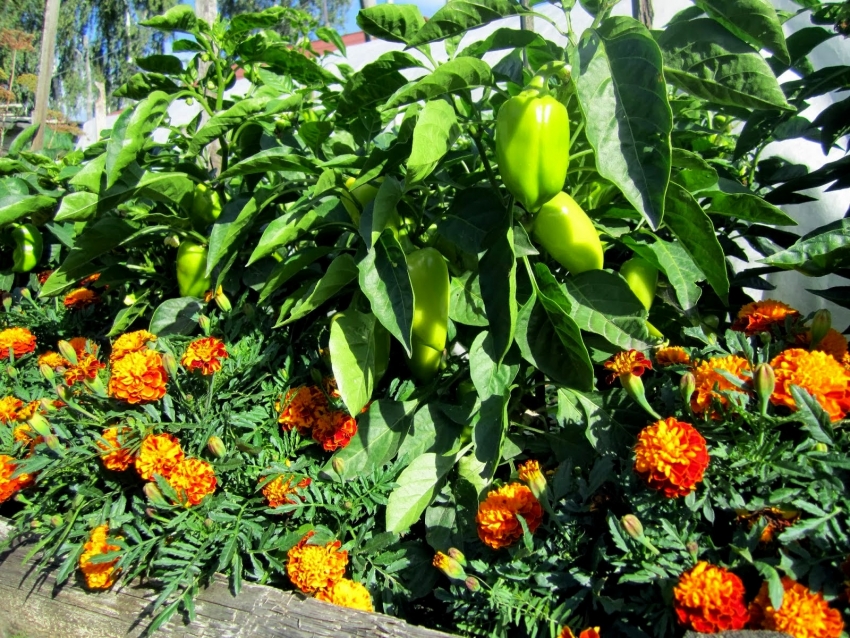 Ved å plante ringblomster nær sengene, kan du unngå skadedyr i hagen Ved å plante ringblomster nær sengene, kan du unngå skadedyr i hagen