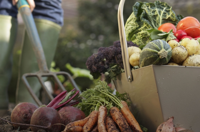 Riktig planlegging av planting av grønnsaksavlinger er nøkkelen til en rik innhøsting Riktig planlegging av planting av grønnsaksavlinger er nøkkelen til en rik innhøsting