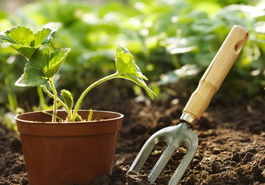 For å øke avlingene og jordgjenoppretting, bør grønn gjødsel og avling brukes. For å øke avlingene og jordgjenoppretting, bør grønn gjødsel og avling brukes.