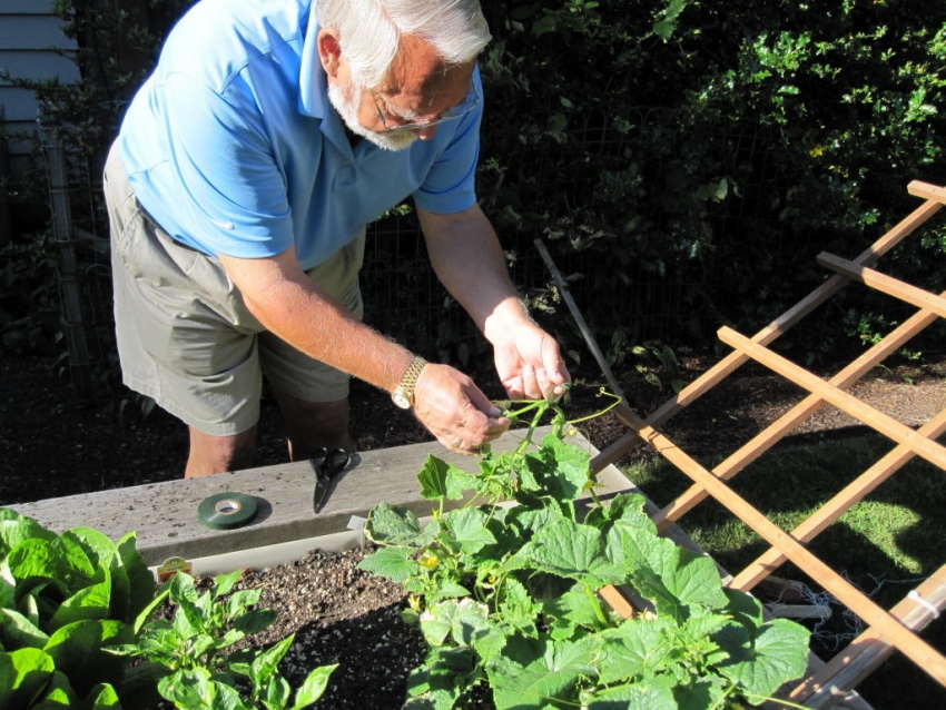 For å samle rene agurker uten jord, må du tenke på hva du kan binde lange skudd til For å samle rene agurker uten jord, må du tenke på hva du kan binde lange skudd til