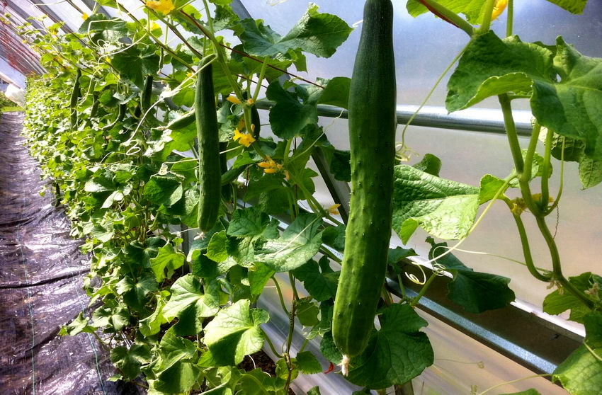 Gewächshäuser aus Polycarbonat speichern die Wärme länger und schaffen ideale Bedingungen für den Anbau von Gurken Gewächshäuser aus Polycarbonat speichern die Wärme länger und schaffen ideale Bedingungen für den Anbau von Gurken