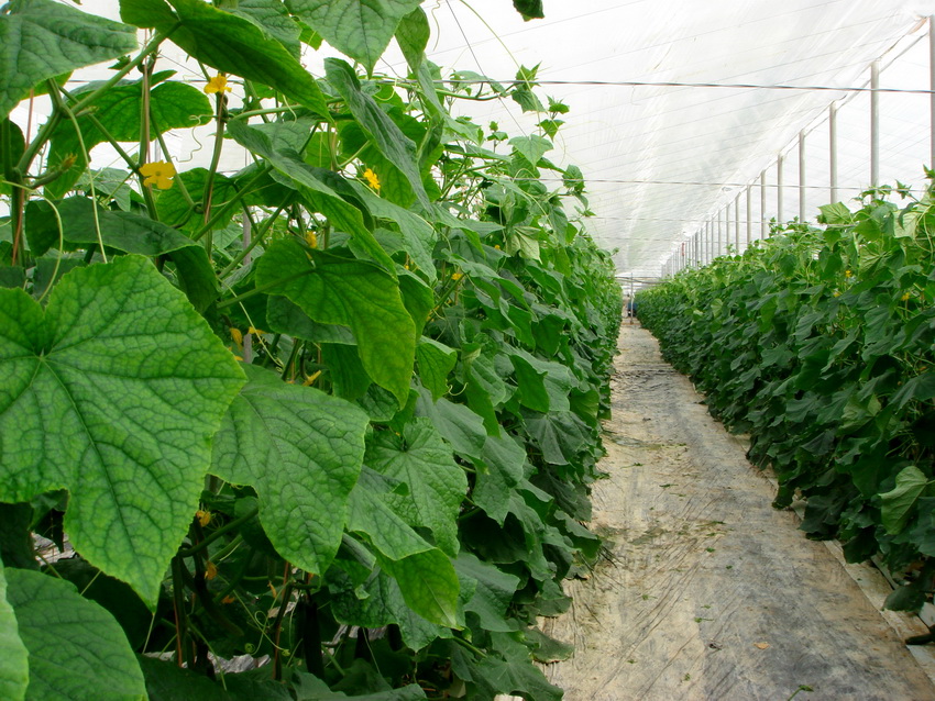 In einem kleinen Gewächshaus ist es zweckmäßig, Gurken in zwei Reihen mit einem Durchgang zwischen ihnen zu pflanzen In einem kleinen Gewächshaus ist es zweckmäßig, Gurken in zwei Reihen mit einem Durchgang zwischen ihnen zu pflanzen