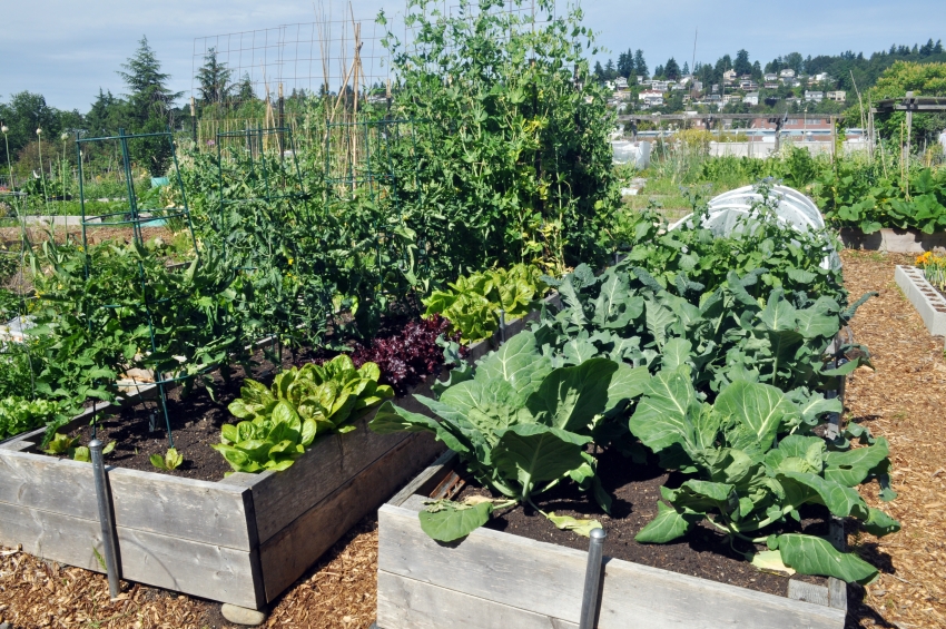 Beim Verlegen von Schichten in einem warmen Beet muss die Düngermenge klar geregelt werden, um die zulässige Bodentemperatur für das Pflanzenwurzelsystem nicht zu erhöhen Beim Verlegen von Schichten in einem warmen Beet muss die Düngermenge klar kontrolliert werden, um die zulässige Bodentemperatur für das Pflanzenwurzelsystem nicht zu erhöhen