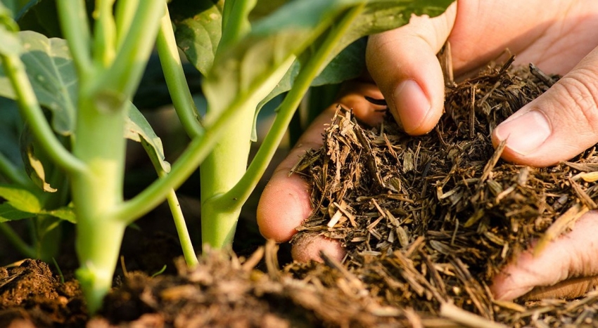 Die Abfolge der Schichten für warme Beete ist sehr wichtig für das effiziente Wachstum von Gemüsepflanzen. Die Abfolge der Schichten für warme Beete ist sehr wichtig für das effiziente Wachstum von Gemüsepflanzen.