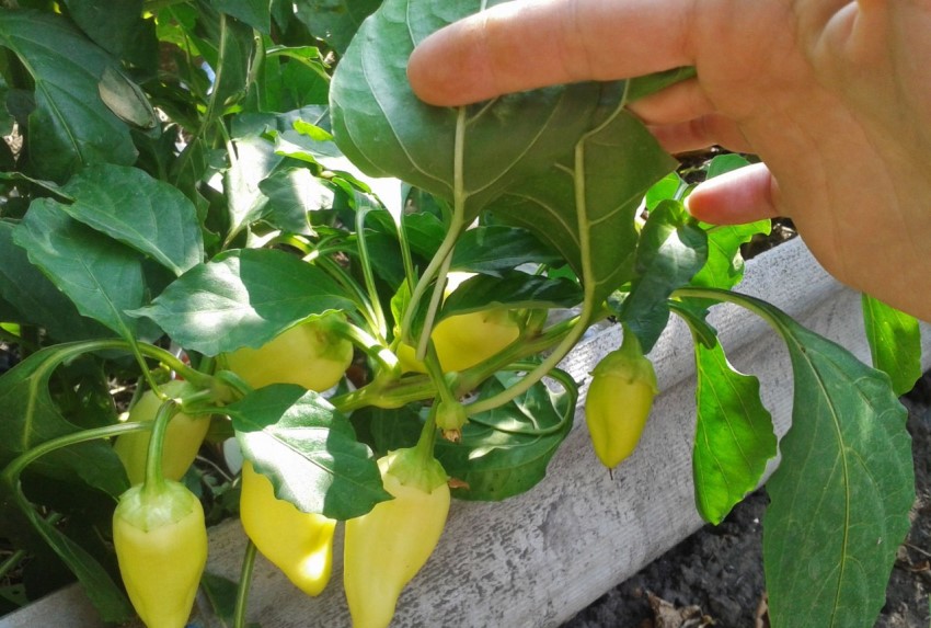 Varme høye senger akselererer plantevekst, ettersom jorden blir bedre opp og plantene kan plantes tidligere Varme høye senger akselererer plantevekst, ettersom jorden blir bedre opp og plantene kan plantes tidligere