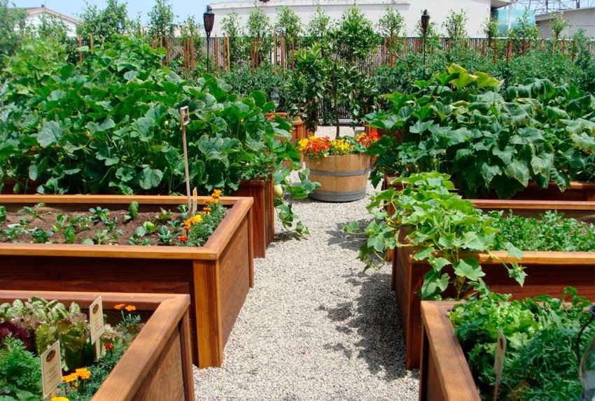 Høye senger med støtfangere forenkler vedlikeholdet av hagen sterkt Høye senger med støtfangere forenkler vedlikeholdet av hagen sterkt