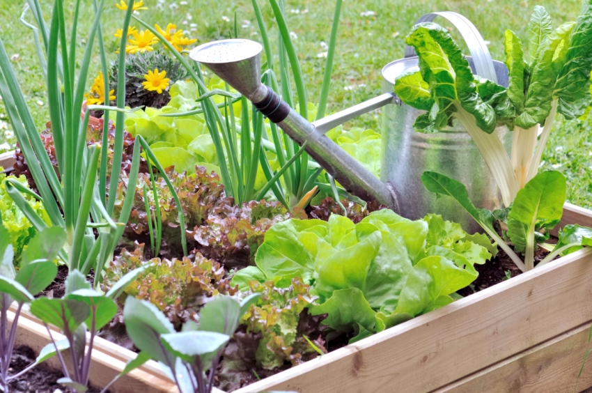 En høy seng skal være i solen i minst 5 timer om dagen En høy seng skal være i solen i minst 5 timer om dagen