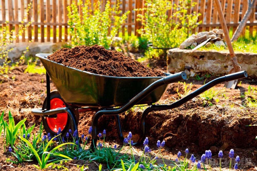 Hvis jorden på stedet ikke er av veldig god kvalitet, er det bedre å bruke kjøpt jord til sengene Hvis jorden på stedet ikke er av veldig god kvalitet, er det bedre å bruke kjøpt jord til sengene