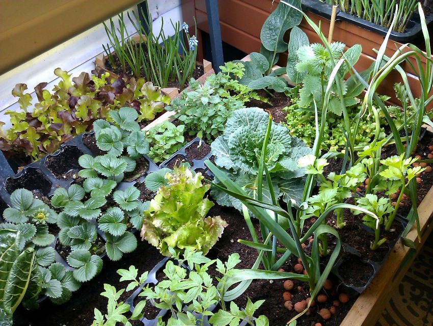 Plantetettheten i en høy seng er dobbelt så stor som en vanlig seng Plantetettheten i en høy seng er dobbelt så stor som en vanlig seng