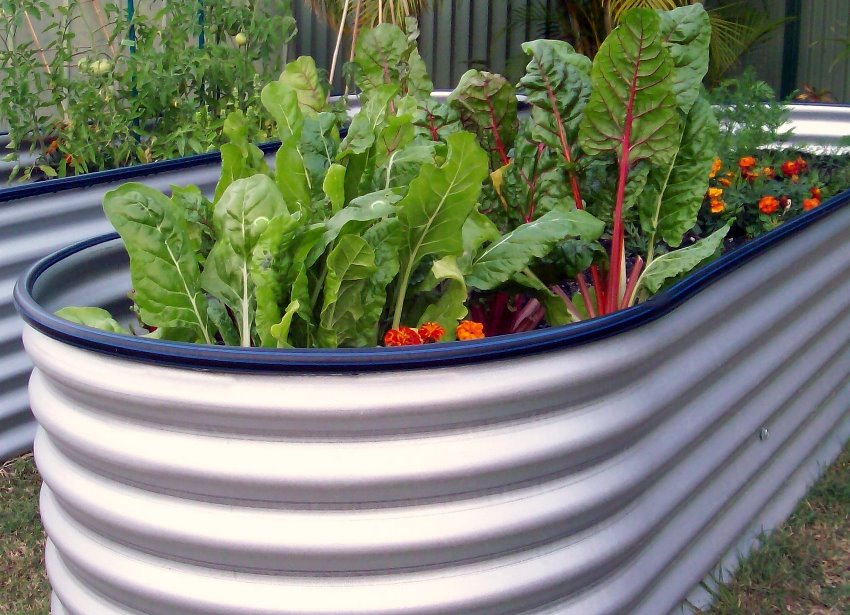 Det er praktisk å grave opp, luke, gjødsle og høste en høy grønnsakshage Det er praktisk å grave opp, luke, gjødsle og høste en høy grønnsakshage