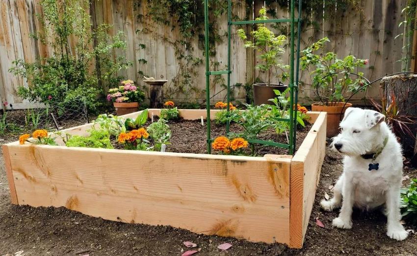 Alt materiale kan brukes til å lage sidene til en hevet hage, men ofte brukes brett Alt materiale kan brukes til å lage sidene til en hevet hage, men ofte brukes brett