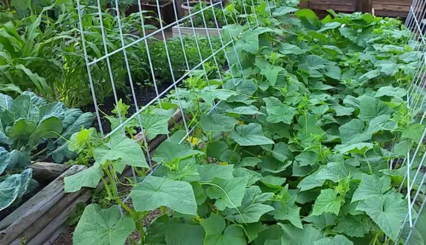 Vertikal agurkseng bygget med et nett Vertikal agurkseng bygget med et nett