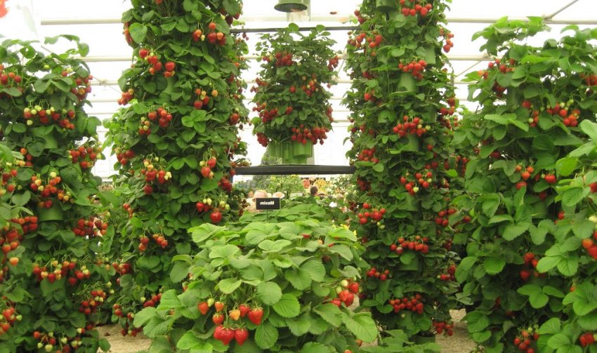 For at fruktene skal være store, må du tynne jordbærene, og la det være opptil 40 centimeter mellom radene For at fruktene skal være store, må du tynne jordbærene, og la det være opptil 40 centimeter mellom radene