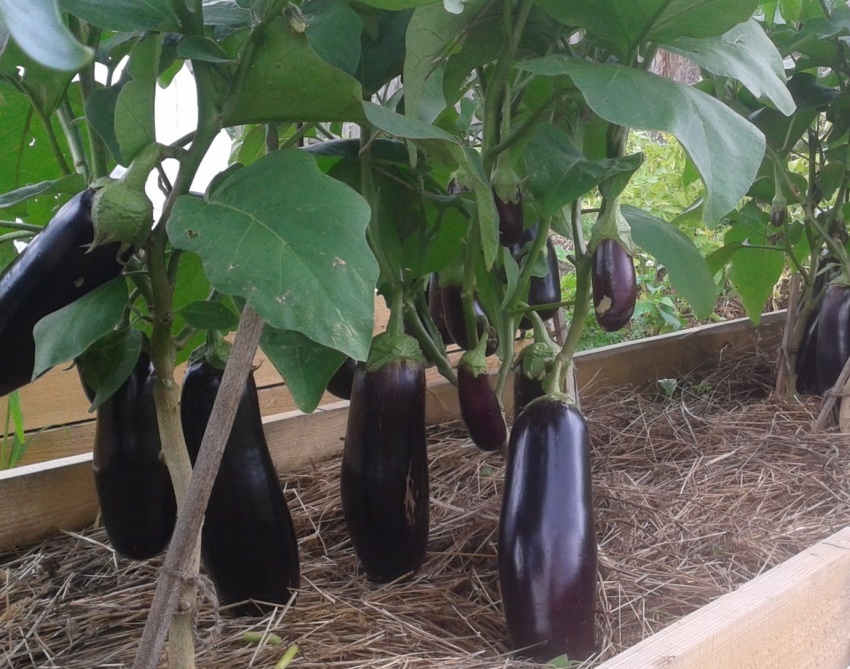 Hevede senger - ideelle for våte eller tørre områder Hevede senger - ideelle for våte eller tørre områder