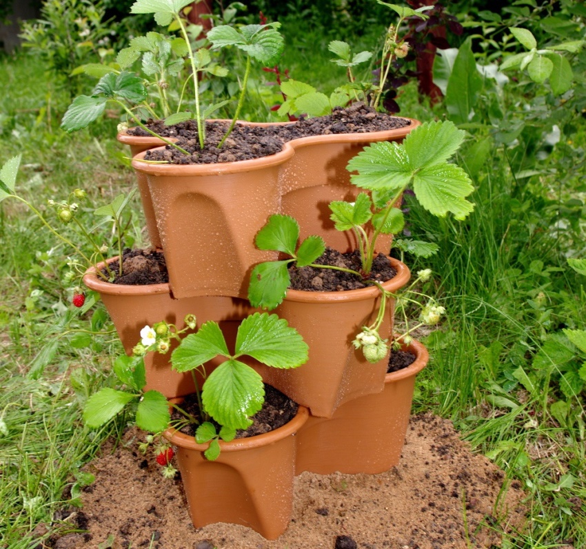 Pottejordbær må gjødsles annenhver uke Pottejordbær må gjødsles annenhver uke