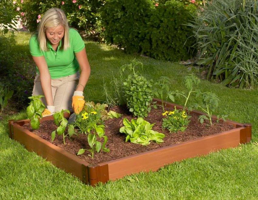 Hevede senger trenger bare graves to ganger - under planting og under høsting Hevede senger trenger bare graves to ganger - under planting og under høsting